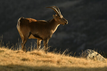 cabras monteses en la sierra de gredos