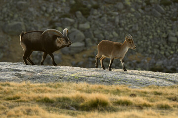monteses en la sierra de gredos