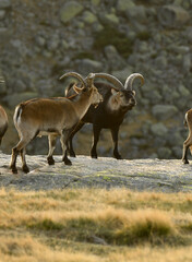 cabras monteses en la sierra de gredos