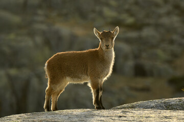 Naklejka premium cabras monteses en la sierra de gredos