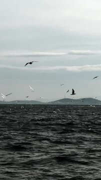 Many seagulls fly over the sea in search of food.
Wild birds circle above the ship.
Mountains on the horizon, and many gulls and coracles fly over the sea waves.