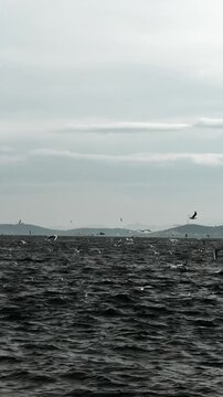 Seagulls circle above a floating ship, searching for food.
A flock of wild seagulls over the ocean.
Seagulls fly over the sea, searching for food, and catching fish.