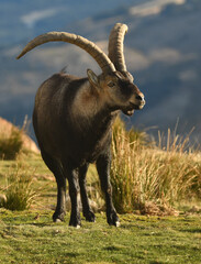 cabra montes en la sierra de Gredos en otoño