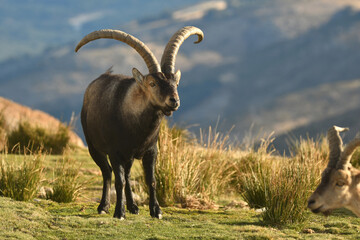cabra montes en la sierra de Gredos en otoño