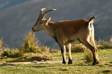 cabras monteses en la sierra de gredos
