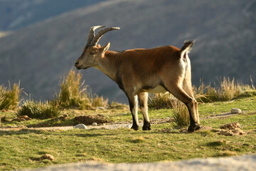 cabra montes en la sierra de Gredos en otoño