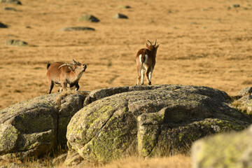 gredos y cabras monteses