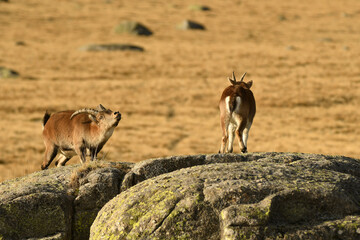 cabra montes en la sierra de Gredos en otoño