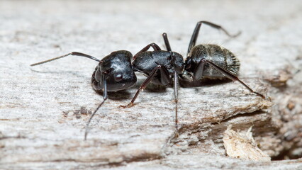ant on the ground