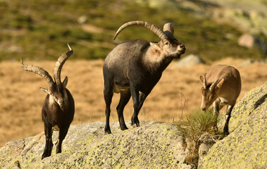 cabra montes en la sierra de Gredos en otoño