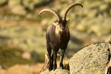 cabra montes en la sierra de Gredos en otoño