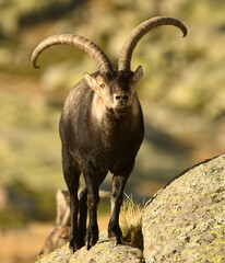 cabra montes en la sierra de Gredos en otoño