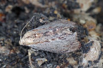 Galleria mellonella, the greater wax moth or honeycomb moth, is a moth of the family Pyralidae. An adult specimen in its natural habitat on a damaged honeycomb.