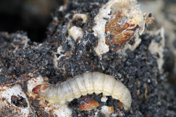 Galleria mellonella, the greater wax moth or honeycomb moth, is a moth of the family Pyralidae. Larva in its natural environment on a damaged honeycomb.