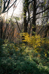 福島県_安達太良山の紅葉
