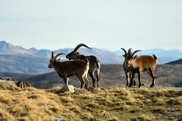 Obraz premium gredos y cabras monteses