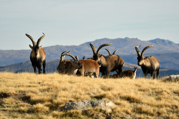 Fototapeta premium cabra montes en la sierra de Gredos en otoño