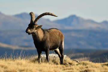 gredos y cabras monteses