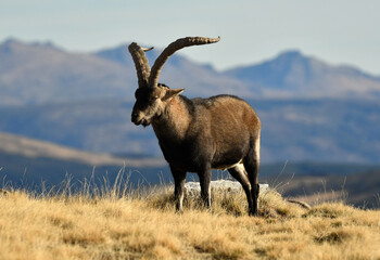 cabra montes en la sierra de Gredos en otoño