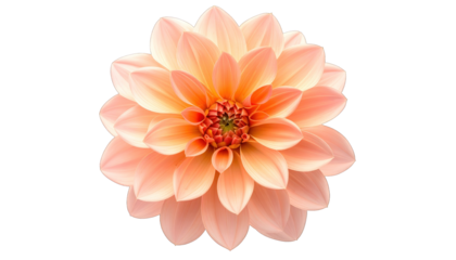 A stunning peach dahlia flower with layered petals, centered on a black background