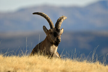 gredos y cabras monteses