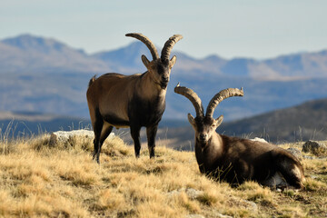 cabras monteses en la sierra de gredos
