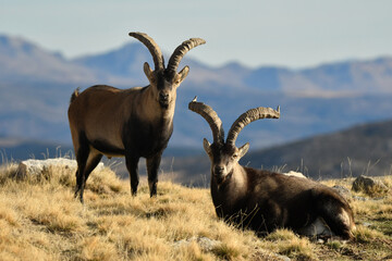 cabras monteses en la sierra de gredos