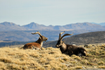 cabras monteses en la sierra de gredos