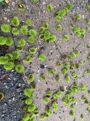 Fototapeta premium green moss on the stone