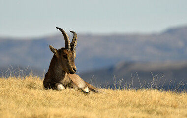 cabras monteses en la sierra de gredos