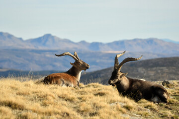 cabras monteses en la sierra de gredos