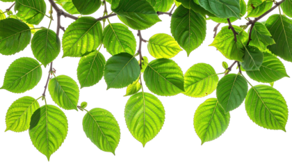 Vivid green foliage, illuminated by sunlight, hangs against a black background