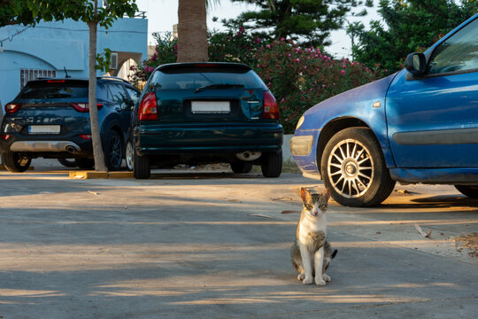 Chat errant assis dans un parking ensoleill&eacute;