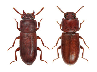 Broadhorned Flour Beetle, Gnathocerus cornutus. Male (in left) adn female isolated on a white background.