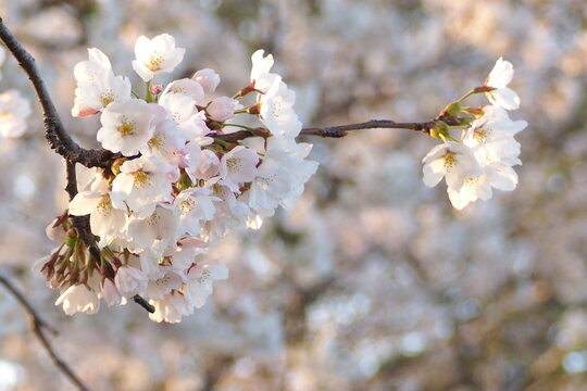 植物 春 花 夕方