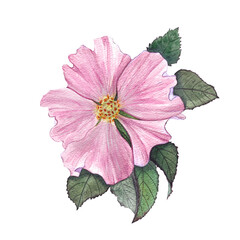rosehip flower, watercolor illustration for postcards, packaging, textiles, and dishes