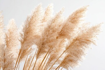 Close-up of light beige pampas grass stalks