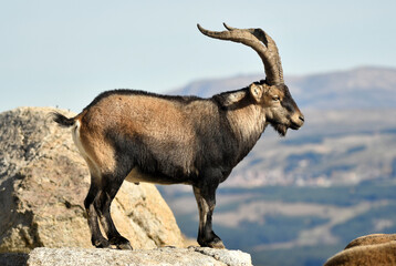 cabra montes en la sierra de Gredos en otoño