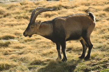cabras en la sierra de gredos en otoño