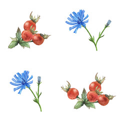 set of watercolor illustrations with rose hips and blue chicory flowers, design for dishes, textiles, packaging, and postcards