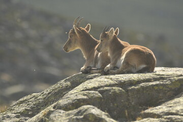 cabras en la sierra de gredos en otoño