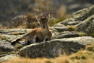 cabras en la sierra de gredos en otoño