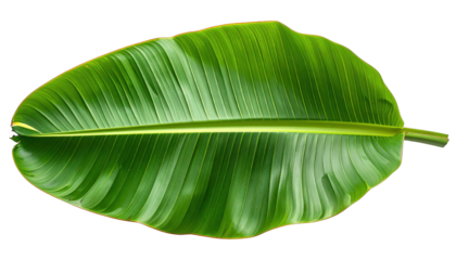 A vibrant, large green leaf with prominent veins against a stark black background