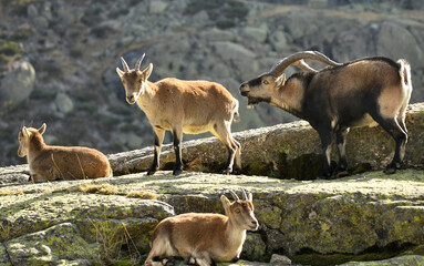 cabras en la sierra de gredos en otoño
