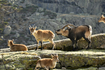 cabras en la sierra de gredos en otoño