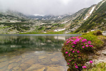 Beautiful fir tree forests, pristine glacier lake, rocks and spring flowers in the Transylvanian Alps in summer
