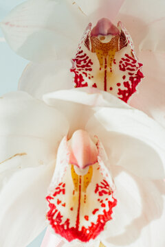 White orchid flowers blooming for celebrating valentines day
