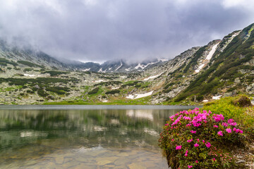 Beautiful fir tree forests, pristine glacier lake, rocks and spring flowers in the Transylvanian Alps in summer