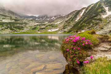 Beautiful fir tree forests, pristine glacier lake, rocks and spring flowers in the Transylvanian Alps in summer