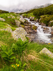Beautiful fir tree forests, pristine glacier lake, rocks and spring flowers in the Transylvanian Alps in summer